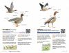 Zakgids Vogels van Nederland en België [Pocket Guide to the Birds of the Netherlands and Belgium]