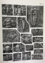 Illustrations of Cambrian Stratigraphy and Index Fossils of China (Trilobites) [Chinese]