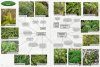 A Field Guide to Bryophytes