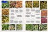 A Field Guide to Bryophytes