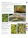 A Field Guide to Bryophytes