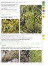 A Field Guide to Bryophytes