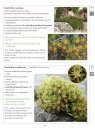 A Field Guide to Bryophytes