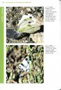 Butterflies of the United Arab Emirates