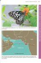 Butterflies of the United Arab Emirates