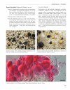 Flora of Lichenicolous Fungi, Volume 1: Basidiomycota
