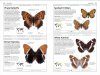 DK Handbook: Butterflies & Moths