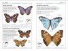 DK Handbook: Butterflies & Moths