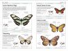 DK Handbook: Butterflies & Moths
