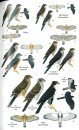 Birds of Senegal and The Gambia
