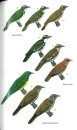 Birds of Senegal and The Gambia