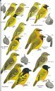 Birds of Senegal and The Gambia