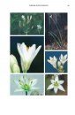 Flores del Centro de Argentina 1 [Flowers of Central Argentina, Volume 1]
