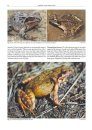 The Amphibians and Reptiles of Russia