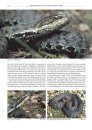 The Amphibians and Reptiles of Russia