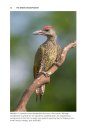 The Green Woodpecker