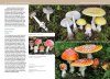 Mushrooms of the Pacific Northwest