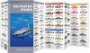Saltwater Fishes