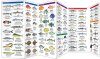Saltwater Fishes