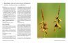 Nova Flora Neerlandica, Volume 2: Carex, Zegge