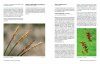 Nova Flora Neerlandica, Volume 2: Carex, Zegge