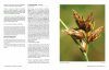 Nova Flora Neerlandica, Volume 2: Carex, Zegge