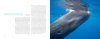 Sperm Whales