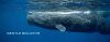 Sperm Whales