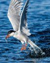 Terns of North America