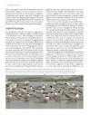 Terns of North America