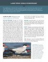 Terns of North America