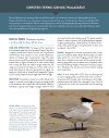 Terns of North America
