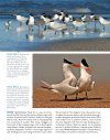 Terns of North America
