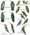 Costa Rica: Hummingbirds / Colibries [English / Spanish]