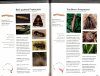 Caterpillars, Moths and Their Plants of Southern Australia