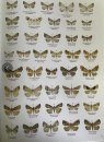 Moths of Nanheng, Part 2 [English / Chinese]