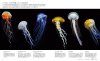 Sekai de Ichiban Utsukushī Kurage Zukan: Kaichū o Yūbi ni Fuyū Suru Shinpi-Tekina Seitai [The Most Beautiful Photographs of Jellyfish]