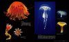 Sekai de Ichiban Utsukushī Kurage Zukan: Kaichū o Yūbi ni Fuyū Suru Shinpi-Tekina Seitai [The Most Beautiful Photographs of Jellyfish]