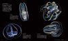Sekai de Ichiban Utsukushī Kurage Zukan: Kaichū o Yūbi ni Fuyū Suru Shinpi-Tekina Seitai [The Most Beautiful Photographs of Jellyfish]