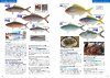 Okinawa Sakana Zukan [Commercial Fishes and Shellfishes of Okinawa]