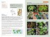 The Kew Temperate Plant Families Identification Handbook