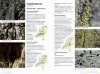 Veldgids Korstmossen [Field Guide to Lichens]