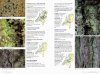 Veldgids Korstmossen [Field Guide to Lichens]