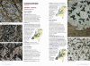 Veldgids Korstmossen [Field Guide to Lichens]