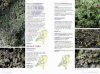 Veldgids Korstmossen [Field Guide to Lichens]