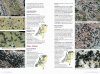 Veldgids Korstmossen [Field Guide to Lichens]