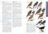 HKBWS Field Guide to the Birds of Hong Kong and South China [English / Chinese]