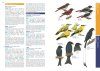 HKBWS Field Guide to the Birds of Hong Kong and South China [English / Chinese]