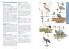 HKBWS Field Guide to the Birds of Hong Kong and South China [English / Chinese]