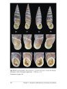 European Door Snails (Clausiliidae), Volume 1